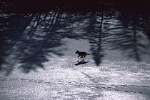 Timber Wolf (Canis lupus) running across frozen lake, Minnesota