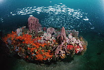 Coral and schooling fish, Gray's Reef National Marine Sanctuary, Georgia