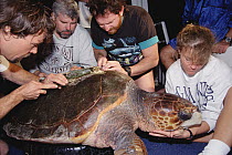 Loggerhead Sea Turtle (Caretta caretta) being outfitted with a satellite tracking device, Flower Garden Banks National Marine Sanctuary, Louisiana