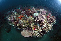 Variety of corals on reef, Grey's Reef National Marine Sanctuary, Georgia