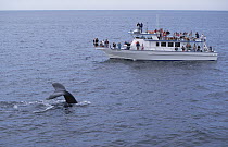 Whale watching group observing Humpback Whale (Megaptera novaeangliae), Stellwagen Bank National Marine Sanctuary, Massachusetts