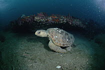 Loggerhead Sea Turtle (Caretta caretta) swimming beside reef, Grey's Reef National Marine Sanctuary, Georgia