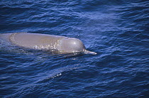 Bottlenose Whale (Hyperoodon ampullatus) surfacing, Nova Scotia, Canada