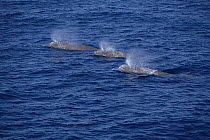 Bottlenose Whale (Hyperoodon ampullatus) trio surfacing, Nova Scotia, Canada