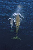 Bottlenose Whale (Hyperoodon ampullatus) cow and calf surfacing, Nova Scotia, Canada