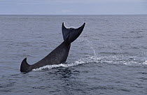 Bottlenose Whale (Hyperoodon ampullatus) lobtailing, Nova Scotia, Canada