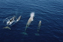 Bottlenose Whale (Hyperoodon ampullatus) group surfacing, Nova Scotia, Canada