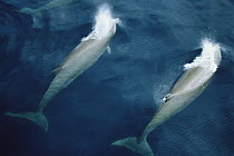 Bottlenose Whale (Hyperoodon ampullatus) pair surfacing in unison, Nova Scotia, Canada