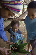 Red Palm Weevil (Rhynchophorus ferrugineus) larvae cooked by Kutapae family, Hala, Papua New Guinea