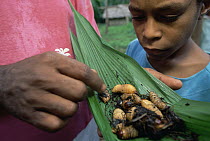 Red Palm Weevil (Rhynchophorus ferrugineus) larvae in leaf cooked by Kutapae family, Hala, Papua New Guinea