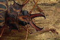Longhorn Beetle (Macrodontia cervicornis) portrait, French Guiana