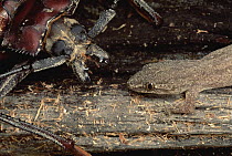 Longhorn Beetle faces Lizard, Gunung Mulu National Park, Sarawak, Borneo