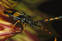 Longhorn Beetle (Cerambycidae), Alamos, sonoran Mexico