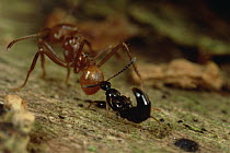 Rove Beetle (Stenus sp) biting Leafcutter Ant (Attini sp) on rear, Belize