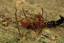 Leafcutter Ant (Attini sp) succumbs to Rove Beetle (Stenus sp) poison and is dragged from trail by beetle, Belize
