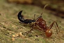 Rove Beetle (Stenus sp) watches Leafcutter Ant (Attini sp) succumb to poison, Belize