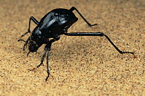 Darkling Beetle (Onymacris unguicularis) tips its head down to drink dew collected on its back, Namibia