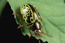 Leaf Beetle (Calligrapha sp) portrait, Alamos, Sonoran Mexico