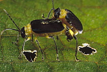 Leaf Beetle (Chrysomelidae) couple mating on leaf, French Guiana