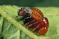 Colorado Potato Beetle (Leptinotarsa decemlineata) pupae, Bangor, Maine