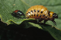 Colorado Potato Beetle (Leptinotarsa decemlineata) bio control by using Stink Bug that sucks larva dry, Bangor, Maine