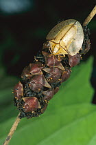 Tortoise Beetle (Acromis sparsa) mother uses body as shield to guard her young, Panama