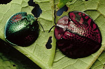 Tortoise Beetle pair, French Guiana