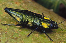Metallic Woodboring Beetle (Buprestis aurulenta) portrait, close up, Mianmun, Papua New Guinea