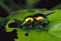 Dung Beetle (Rutela sp) on leaf, El Yano Carti Road, Panama