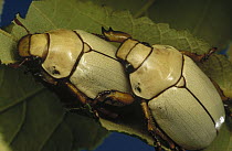 Scarab Beetle (Phalangogonia sperata) pair on Cecropia sp plant, El Yano Carti Road, Panama