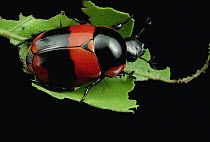 Dung Beetle (Scarabaeidae), Pipeline Road, Panama