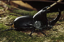 Scarab Beetle portrait in rainforest near Iquitos, Peru