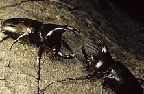 Scarab Beetle pair fighting, Gunung Mulu National Park, Sarawak, Borneo