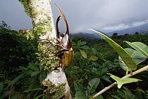 Hercules Scarab Beetle (Dynastes hercules) on tree trunk, Fortuna National Park, Panama