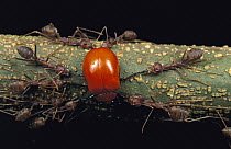 Weaver Ant (Oecophylla longinoda) group killing Leaf Beetle (Chrysomelidae), Gombak, Malaysia