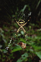 Garden Orb Weaver (Argiope sp) spider on web with captured Scarab Beetle, El Yano Carti Road, Panama