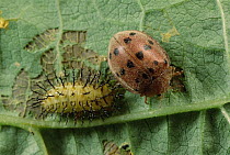 Mexican Bean Beetle (Epilachna varivestis) considered pest by bean farmers