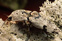 Click Beetle, Gunung Mulu National Park, Sarawak