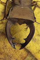 Staghorn Beetle (Cyclommatus pulchellus) showing large jaws, Wau, Papua New Guinea