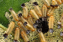 Leaf Beetle larva feeding on leaf, Rio Momon, Peru