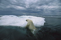Polar Bear (Ursus maritimus) climbing onto iceberg, Canada