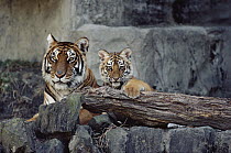 Siberian Tiger (Panthera tigris altaica) mother with cub, Asia