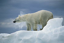 Polar Bear (Ursus maritimus) shaking off water from coat, Canada