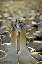Cape Gannet (Morus capensis) pair courting, South Africa