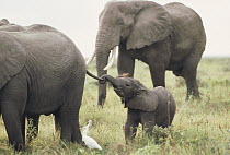 African Elephant (Loxodonta africana) calf playing with mother's tail, Masai Mara National Park, Kenya