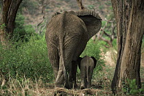 African Elephant (Loxodonta africana) mother and calf walking together side by side, Kenya