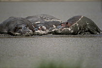 Hippopotamus (Hippopotamus amphibius) trio laying in mud beside a river, native to Africa south of the Sahara Desert