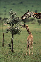 Giraffe (Giraffa sp) mother and young browsing on Whistling Thorn (Acacia drepanolobium) acacia tree, native to Africa
