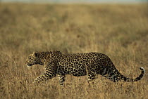 Leopard (Panthera pardus) two year old walking through dry grass, Serengeti National Park, Tanzania