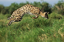 Serval (Leptailurus serval) leaping onto prey, Africa